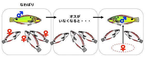 海の不思議な生物 メスからオスへ性を換えるベラ Cole