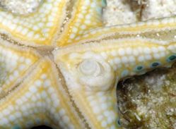 海の生物の多様性と進化 寄生性貝類の多様性 Cole 海の生物の多様性と進化 寄生性貝類の多様性 Cole