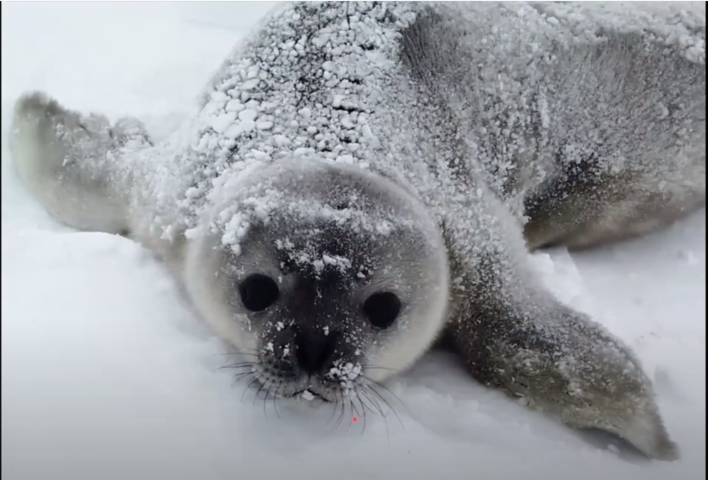 【映像教材紹介】動物たちが教えてくれる海の中のくらし COLE